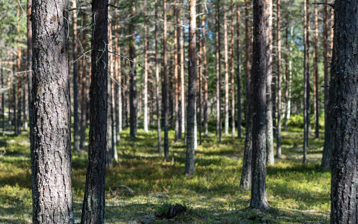 Tallskog med mossbeklädd skogsmark